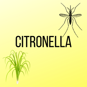 Citronella - cotton wick - 100% soy wax candle
